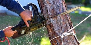 Best Fruit Tree Pruning  in Gardner, MA