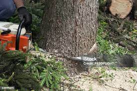 Best Palm Tree Trimming  in Gardner, MA