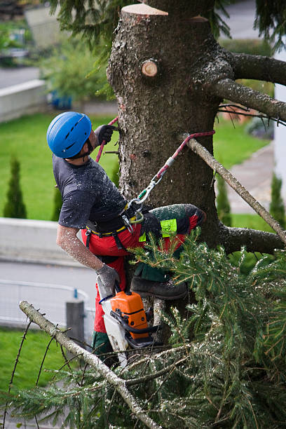 Best Lawn Grading and Leveling  in Gardner, MA