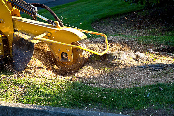 Best Stump Grinding and Removal  in Gardner, MA