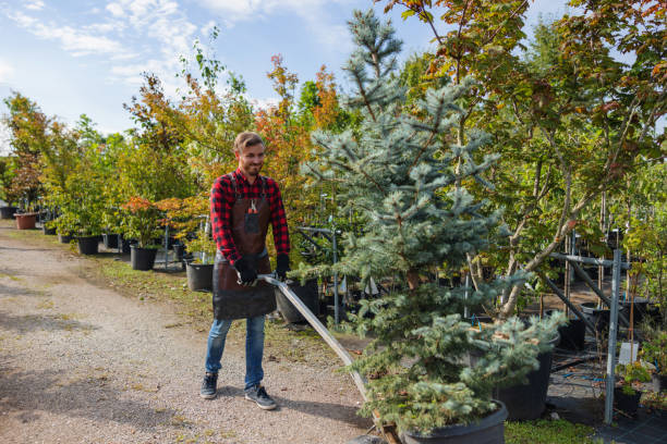 Best Storm Damage Tree Cleanup  in Gardner, MA