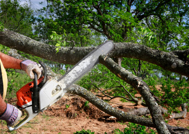 Best Tree Maintenance Programs  in Gardner, MA